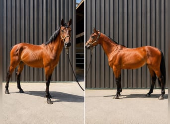 Belgian Sport Horse, Mare, 4 years, 16.1 hh, Brown
