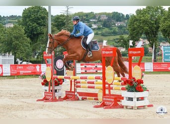 Belgian Sport Horse, Mare, 4 years, 16 hh, Chestnut-Red