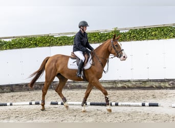 Belgian Sport Horse, Mare, 4 years, 16 hh, Chestnut-Red