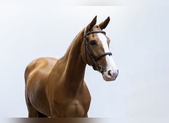 Belgian Sport Horse, Mare, 4 years, 16 hh, Chestnut-Red
