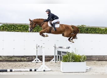 Belgian Sport Horse, Mare, 4 years, 16 hh, Chestnut-Red