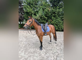 Belgian Sport Horse, Mare, 5 years, 14.2 hh, Brown-Light
