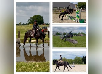 Belgian Sport Horse, Mare, 5 years, 14,1 hh, Black