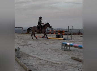 Belgian Sport Horse, Mare, 5 years, 14,1 hh, Grey-Dark-Tan