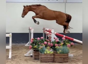 Belgian Sport Horse, Mare, 5 years, 15.3 hh, Chestnut-Red
