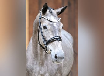 Belgian Sport Horse, Mare, 5 years, 15,3 hh, Grey