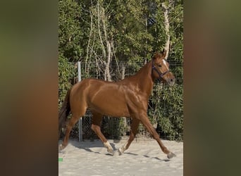 Belgian Sport Horse, Mare, 5 years, 15,3 hh