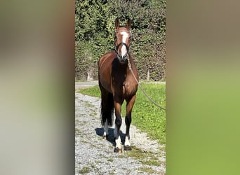 Belgian Sport Horse, Mare, 5 years, 16,1 hh, Brown