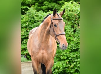 Belgian Sport Horse, Mare, 5 years, 16.2 hh, Brown