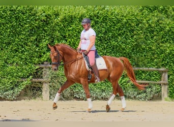 Belgian Sport Horse, Mare, 5 years, 16,2 hh, Chestnut