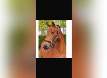 Belgian Sport Horse, Mare, 5 years, 16 hh, Brown