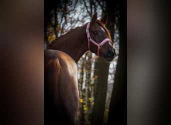 Belgian Sport Horse, Mare, 5 years, 16 hh, Chestnut