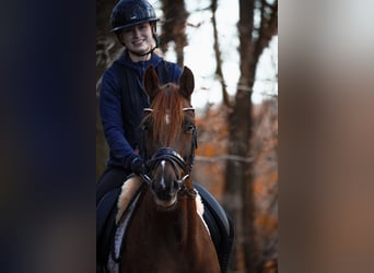 Belgian Sport Horse, Mare, 5 years, 16 hh, Chestnut