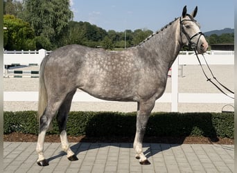 Belgian Sport Horse, Mare, 5 years, 16 hh, Grey-Dapple
