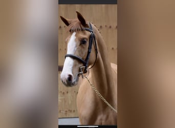 Belgian Sport Horse, Mare, 6 years, 15,3 hh, Chestnut-Red