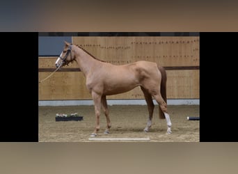 Belgian Sport Horse, Mare, 6 years, 15,3 hh, Chestnut-Red