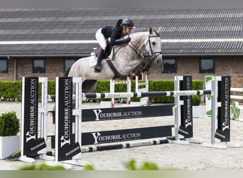 Belgian Sport Horse, Mare, 6 years, 16 hh, Grey