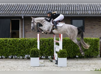Belgian Sport Horse, Mare, 6 years, 16 hh, Grey