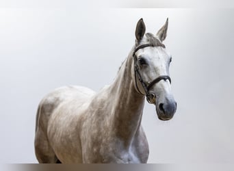 Belgian Sport Horse, Mare, 6 years, 16 hh, Grey