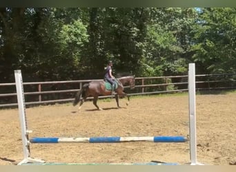 Belgian Sport Horse, Mare, 6 years, 17 hh, Bay