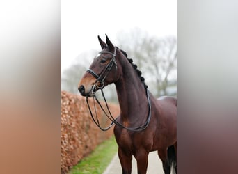 Belgian Sport Horse, Mare, 6 years, 17,1 hh, Brown