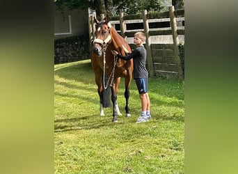 Belgian Sport Horse, Mare, 8 years, 16.1 hh, Brown
