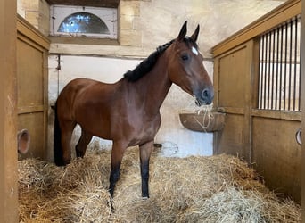 Belgian Sport Horse, Mare, 8 years, 16.1 hh, Brown