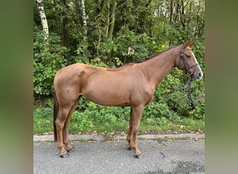 Belgian Sport Horse, Mare, 8 years, 16 hh, Chestnut-Red