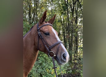 Belgian Sport Horse, Mare, 8 years, 16 hh, Chestnut-Red