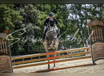 Belgian Sport Horse, Mare, 8 years, 16,1 hh, Gray