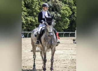 Belgian Sport Horse, Mare, 8 years, 16,1 hh, Gray