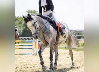 Belgian Sport Horse, Mare, 8 years, 16,1 hh, Gray