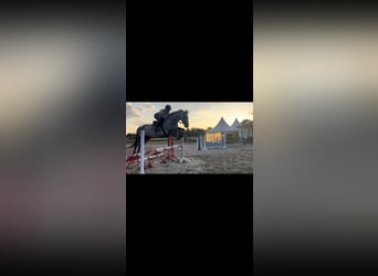 Belgian Sport Horse, Mare, 8 years, 16,1 hh, Gray