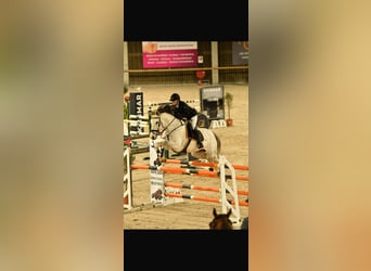 Belgian Sport Horse, Mare, 8 years, 16,1 hh, Grey