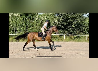 Belgian Sport Horse, Mare, 8 years, 17 hh, Brown