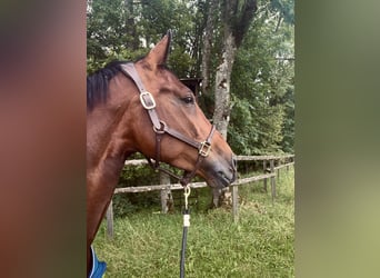 Belgian Sport Horse, Mare, 8 years, 17 hh, Brown