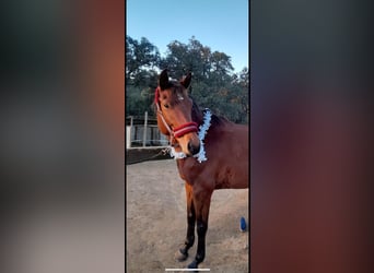Belgian Sport Horse Mix, Mare, 9 years, 15,2 hh