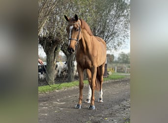 Belgian Sport Horse, Mare, 9 years, 16,1 hh