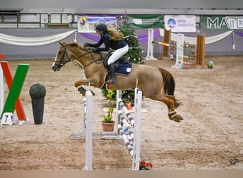Belgian Sport Horse, Mare, 9 years, 16,1 hh, Chestnut