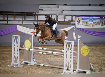 Belgian Sport Horse, Mare, 9 years, 16,1 hh, Chestnut