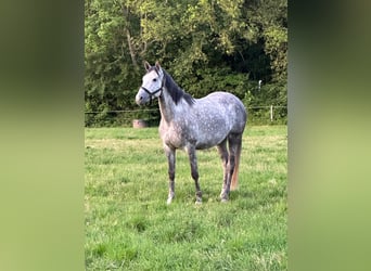 Belgian Sport Horse, Mare, 9 years, 16,3 hh, Grey
