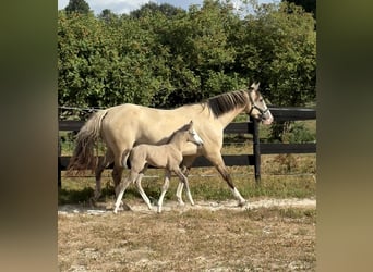 Belgian Sport Horse Mix, Mare, Foal (07/2026), 15.1 hh, Grullo