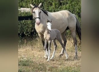 Belgian Sport Horse Mix, Mare, Foal (07/2026), 15.1 hh, Grullo