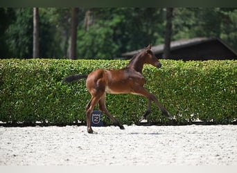 Belgian Sport Horse, Mare, Foal (06/2025), Brown