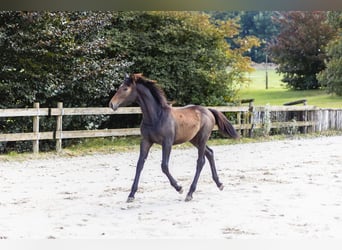 Belgian Sport Horse, Mare, Foal (03/2024), Can be white