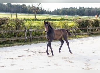 Belgian Sport Horse, Mare, Foal (03/2024), Can be white