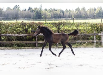 Belgian Sport Horse, Mare, Foal (03/2024), Can be white