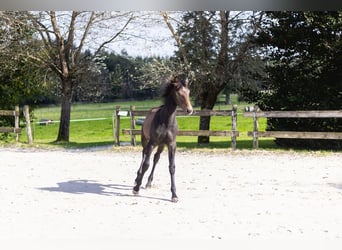 Belgian Sport Horse, Mare, Foal (03/2024), Can be white