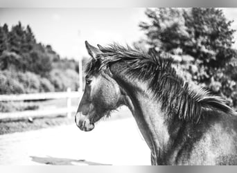 Belgian Sport Horse, Mare, Foal (03/2024), Can be white