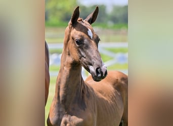 Belgian Sport Horse, Mare, Foal (05/2026), Chestnut-Red